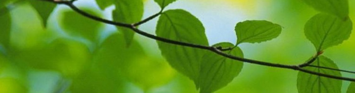 Culoarea anului 2017 - Greenery sau verde kale