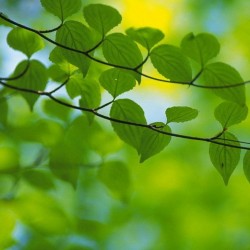 Culoarea anului 2017 - Greenery sau verde kale