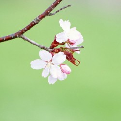 Ti-ai pregatit garderoba de primavara?